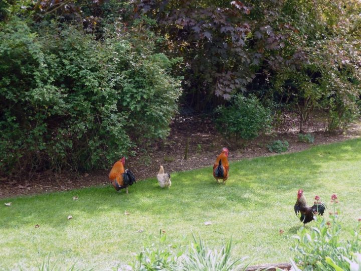 Photo À Giroussens (81500) : Le Jardin Des Martels intérieur Jardin Des Martels Photo À Giroussens (81500) : Le Jardin Des Martels intérieur Jardin Des Martels