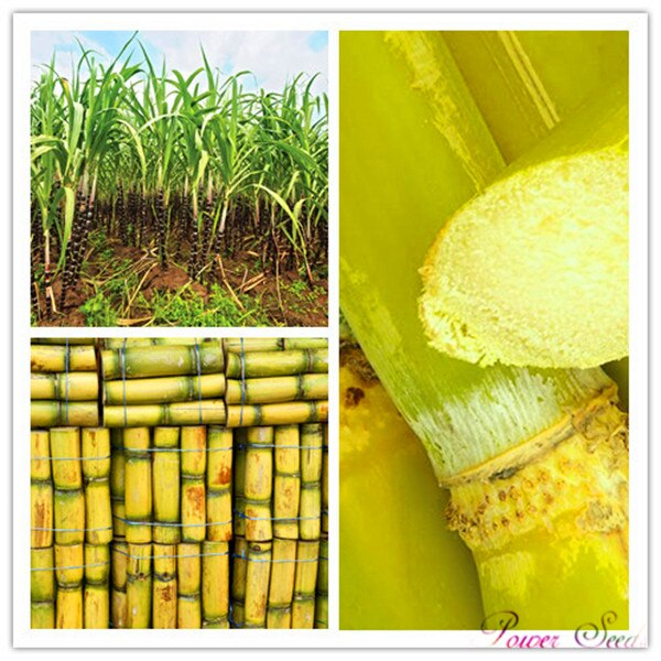Popular Plant Sugar Cane-Buy Cheap Plant Sugar Cane Lots encequiconcerne Import Garden