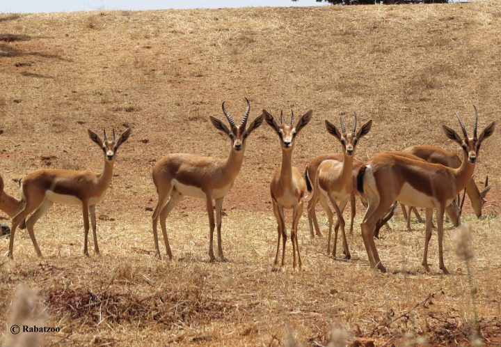 Préservation Des Espèces Menacées D'Extinction | Ciments tout Le Jardin Des Gazelles