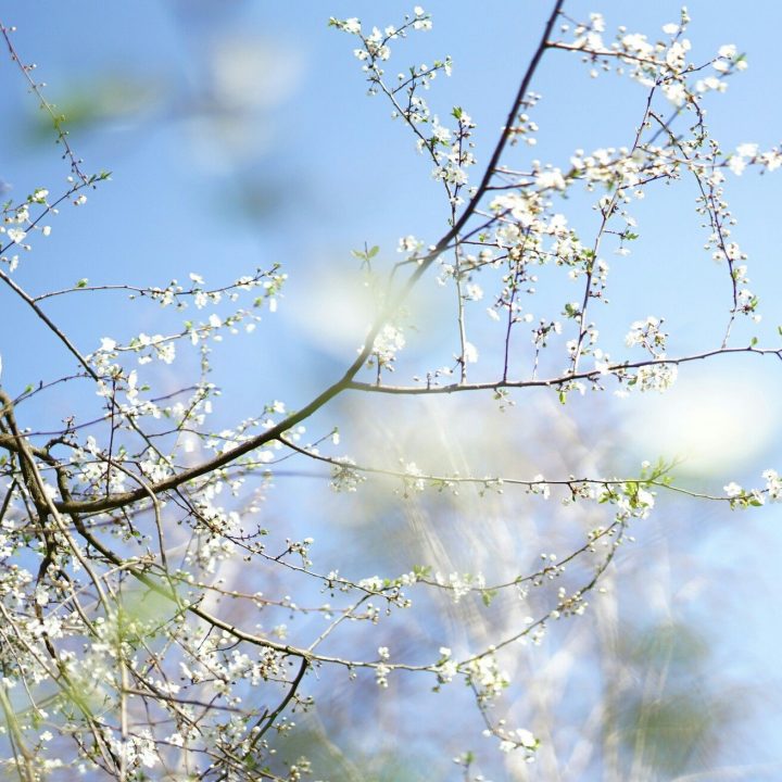 Printemps Arbre En Fleurs | Arbre Fleuri, Fleurs, Arbre destiné Jardin Fleuri Lyon
