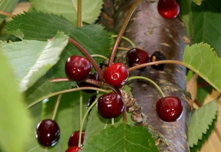 Prunus Avium – Merisier : Taille 60/90 Cm – Racines Nues avec Le Jardin Des Gazelles