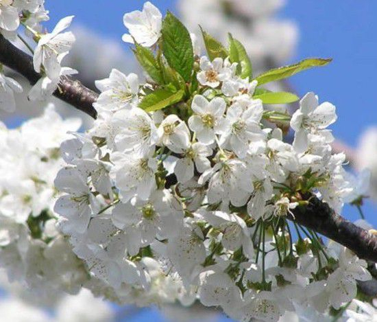 Prunus Avium – Merisier : Taille 60/90 Cm – Racines Nues encequiconcerne Le Jardin Des Gazelles