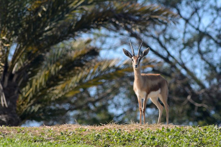 Quelques Réflexions Attenantes Au Nouveau Jardin avec Le Jardin Des Gazelles