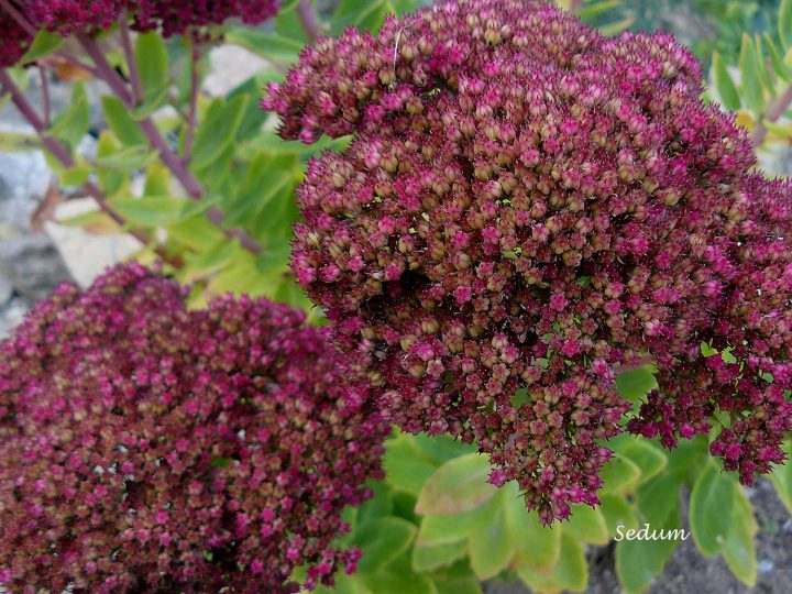 Récup Et Créations Végétales – Arrosoirs Et Sécateurs concernant Arrosoirs Et Sécateurs