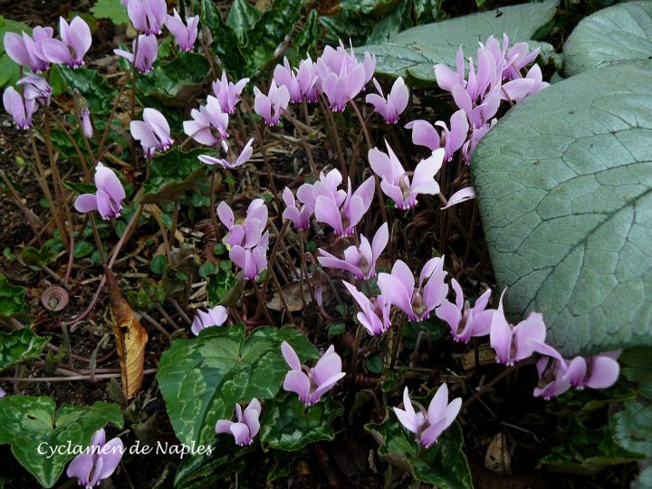 Rosiers Grimpants Remontants – Arrosoirs Et Sécateurs dedans Arrosoirs Et Sécateurs
