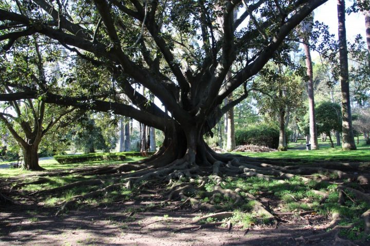 Sous Le Soleil De Lisbonne serapportantà Jardin Botanique Lisbonne