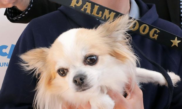 Stars Auf Vier Pfoten: Bester Filmhund In Cannes Geehrt intérieur Chihuahua Cannes Stars Auf Vier Pfoten: Bester Filmhund In Cannes Geehrt intérieur Chihuahua Cannes