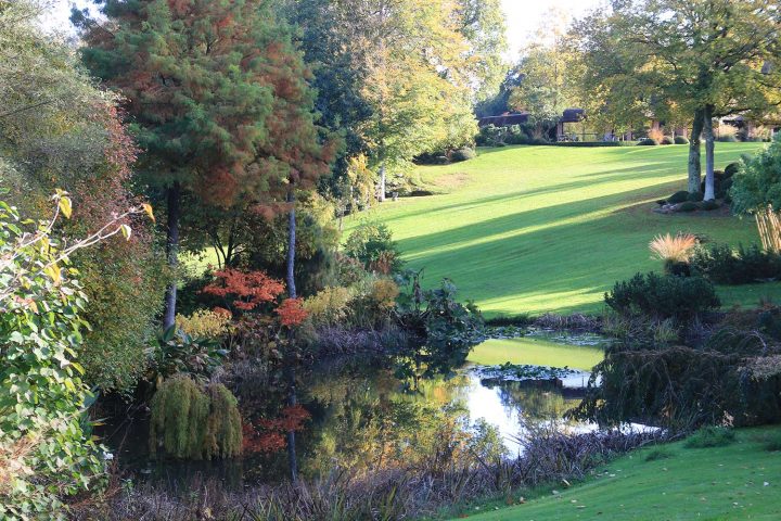 Teucrium Fruticans – Arrosoirs Et Sécateurs concernant Arrosoirs Et Sécateurs