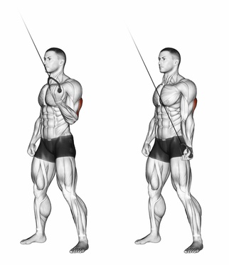 trizepsstrecken am kabel