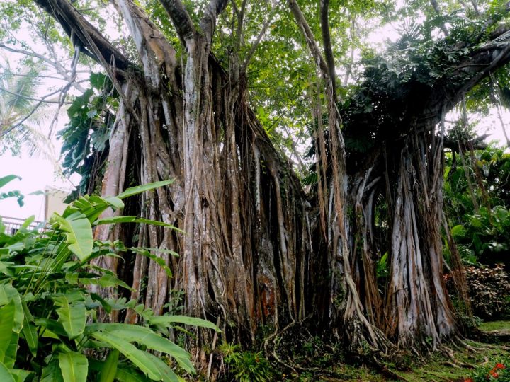Un Jardin Botanique En Guadeloupe intérieur Jardin Botanique Guadeloupe
