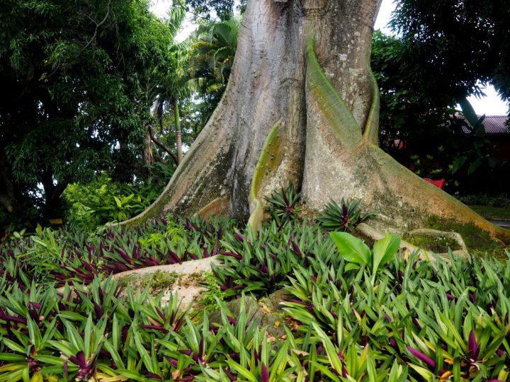Un Jardin Botanique En Guadeloupe tout Jardin Botanique Guadeloupe