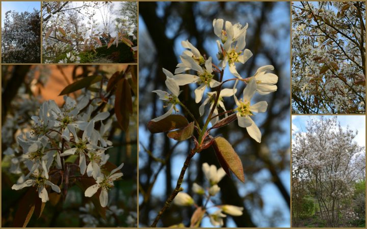 Vive Le Printemps Dans Le Jardin – Une Fee D'Hiver tout Vive Le Jardin Vive Le Printemps Dans Le Jardin – Une Fee D'Hiver tout Vive Le Jardin