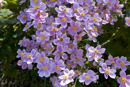 Vive Les Vivaces – Le Jardin De Plaisance dedans Vive Le Jardin Vive Les Vivaces – Le Jardin De Plaisance dedans Vive Le Jardin