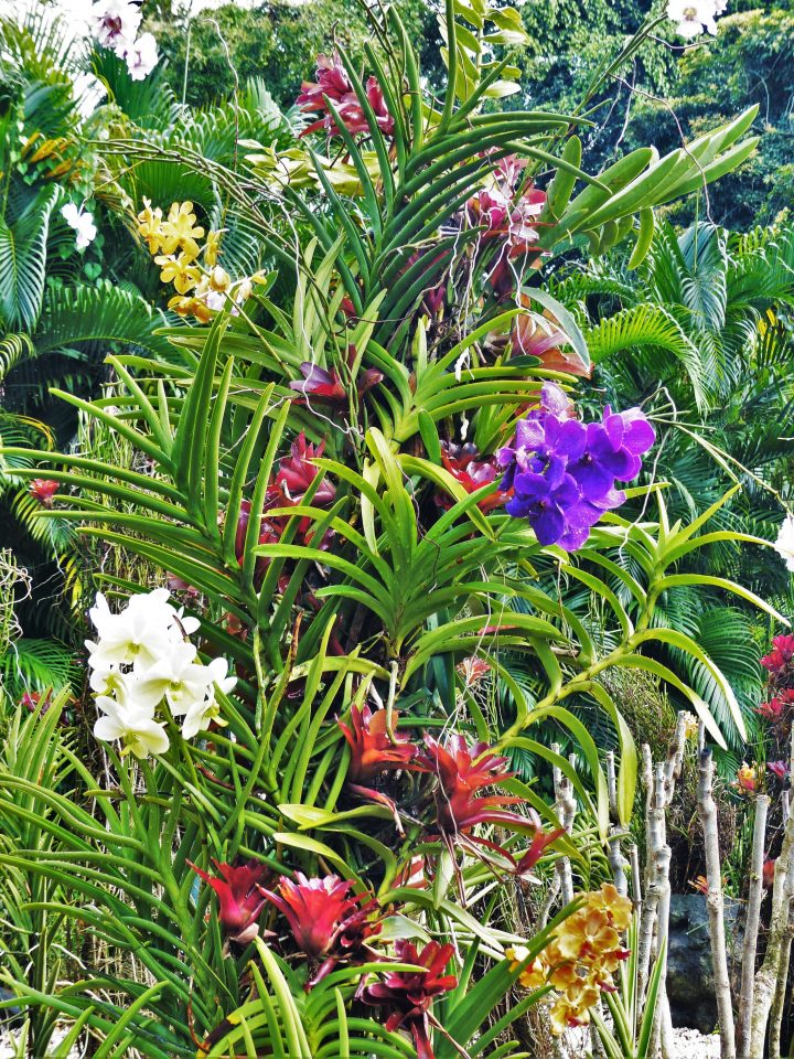 Voyage #La Guadeloupe – Le Jardin Botanique De Deshaies encequiconcerne Jardin Botanique Guadeloupe