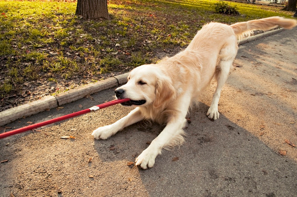 Apprendre À Apprendre À Son Chien À Sourire Comme Un Pro encequiconcerne Apprendre A Toiletter Son Chien