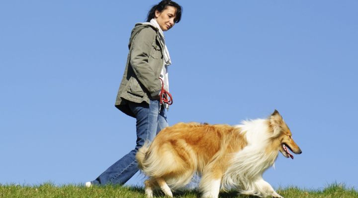 Apprendre À Son Chien À Marcher Au Pas – Doctissimo encequiconcerne Apprendre A Toiletter Son Chien