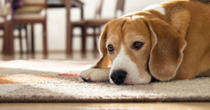 Apprendre À Son Chien À Rester Seul – Ordres De Base – Wamiz serapportantà Apprendre A Toiletter Son Chien Apprendre À Son Chien À Rester Seul – Ordres De Base – Wamiz serapportantà Apprendre A Toiletter Son Chien