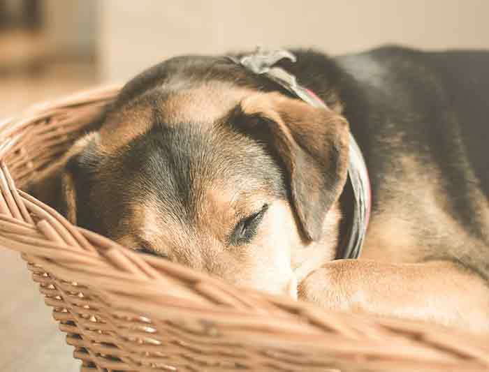 Apprendre À Son Chien L’indication Au Panier Ou À Ta Place avec Apprendre A Toiletter Son Chien Apprendre À Son Chien L’indication Au Panier Ou À Ta Place avec Apprendre A Toiletter Son Chien