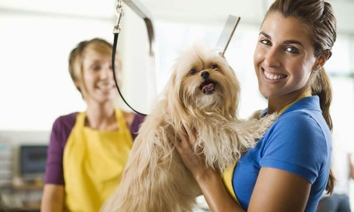 Apprendre À Toiletter Son Chien – Holly And Hugo | Groupon intérieur Toiletter Son Chien