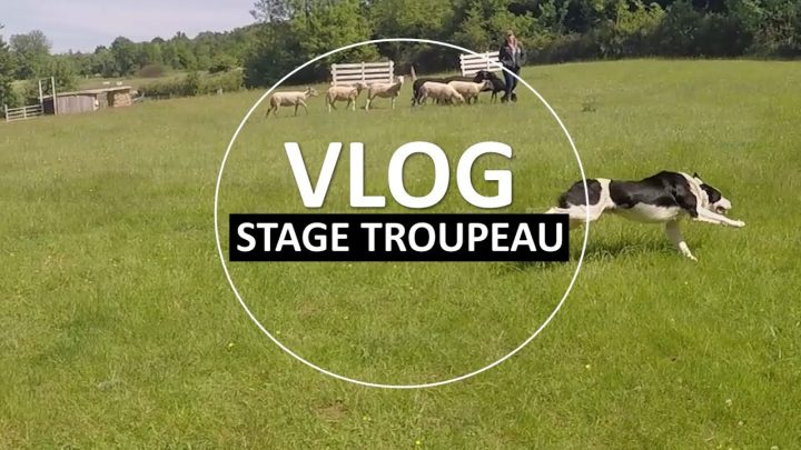 Apprendre La Conduite De Troupeaux Avec Son Chien – Canem à Apprendre A Toiletter Son Chien Apprendre La Conduite De Troupeaux Avec Son Chien – Canem à Apprendre A Toiletter Son Chien