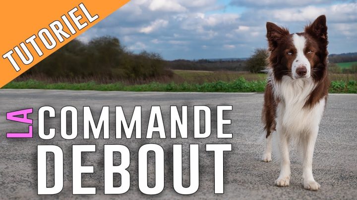 Apprendre Le Debout À Son Chien (En Fixant Les Pattes à Apprendre A Toiletter Son Chien Apprendre Le Debout À Son Chien (En Fixant Les Pattes à Apprendre A Toiletter Son Chien