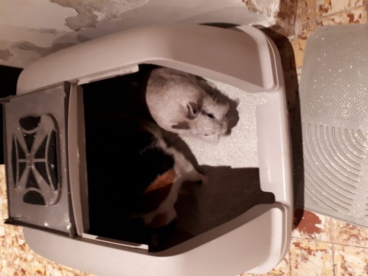 Avis Sur Cat It Jumbo Xl – Maison De Toilette Pour Chat dedans Maison De Toilette Pour Chat Xxl