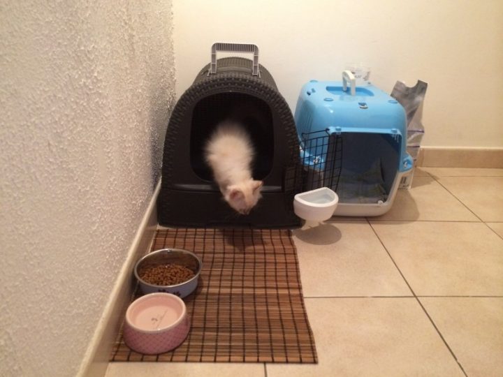 Avis Sur Maison De Toilette Pour Chat Anthracite – Aspect dedans Toilettes Pour Chat