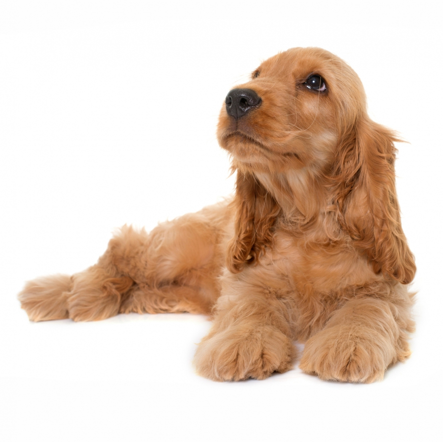 Cocker Anglais Éleveur De Chiens Houssin Kuurne Chiots dedans Comment Toiletter Un Cocker