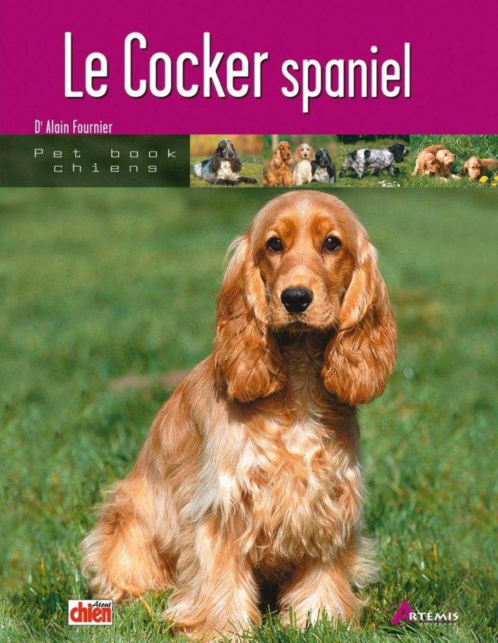 Cocker Anglais Spaniel : Caractère, Origine, Prix à Comment Toiletter Un Cocker Anglais
