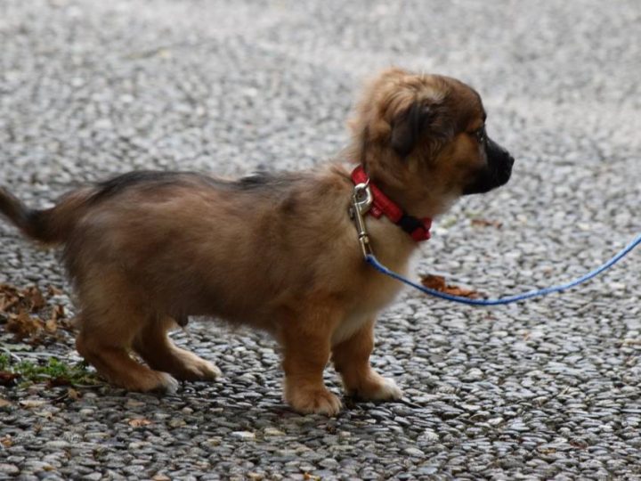 Comment Apprendre À Son Chien À Marcher En Laisse intérieur Apprendre A Toiletter Son Chien Comment Apprendre À Son Chien À Marcher En Laisse intérieur Apprendre A Toiletter Son Chien
