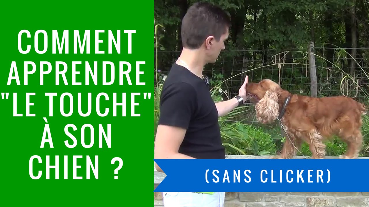 Comment Apprendre Le Touche À Son Chien En 5 Minutes Et tout Apprendre A Toiletter Son Chien