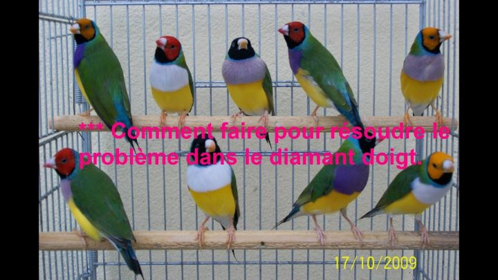 Comment Faire Pour Résoudre Le Problème Dans Le Diamant tout Comment Faire L Amour Dans Les Toilettes Comment Faire Pour Résoudre Le Problème Dans Le Diamant tout Comment Faire L Amour Dans Les Toilettes