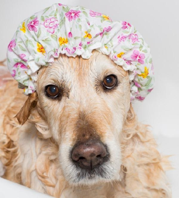 Comment Laver Son Chien – 11 Étapes dedans Comment Toiletter Son Chien