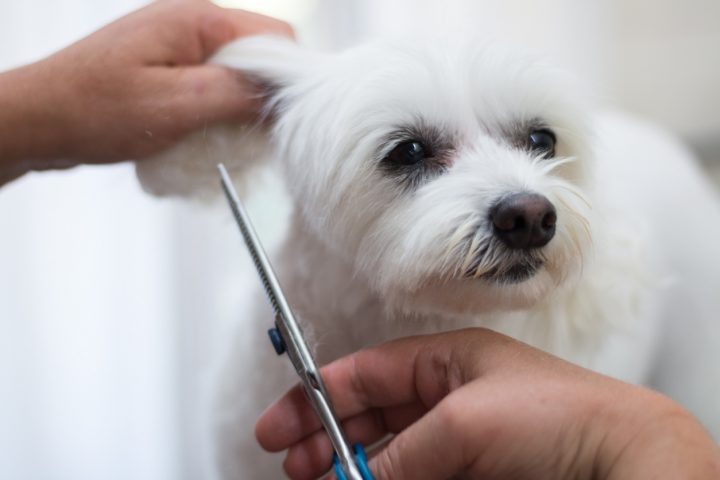 Comment Toiletter Son Chien En Hiver ? – Bricofamily tout Toiletter Son Chien