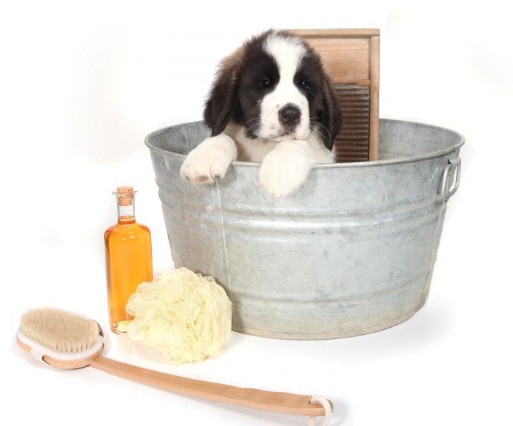 Comment Toiletter Un Chien, Comment Laver Un Chien avec Comment Toiletter Son Chien