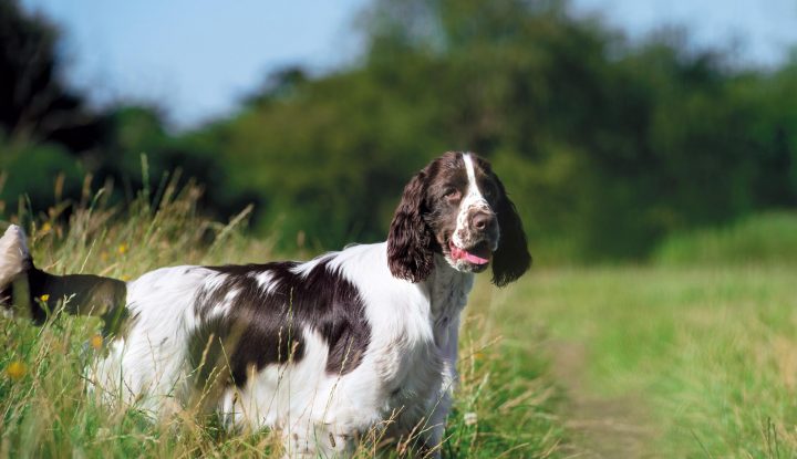 Comment Toiletter Votre Chien | Eukanuba intérieur Comment Toiletter Son Chien