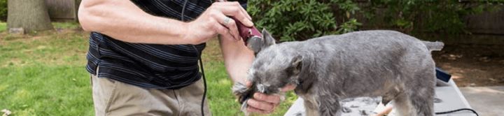 Comment Tondre Son Chien dedans Comment Toiletter Son Chien