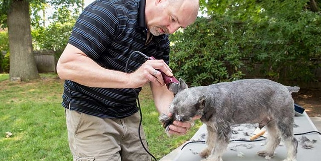 Comment Tondre Un Chien – Techniques Et Astuces destiné Comment Toiletter Son Chien