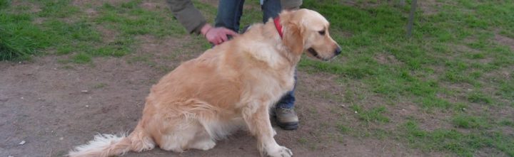 Conseils Pour Toiletter Son Chien | Brossage, Nettoyage tout Toiletter Son Chien