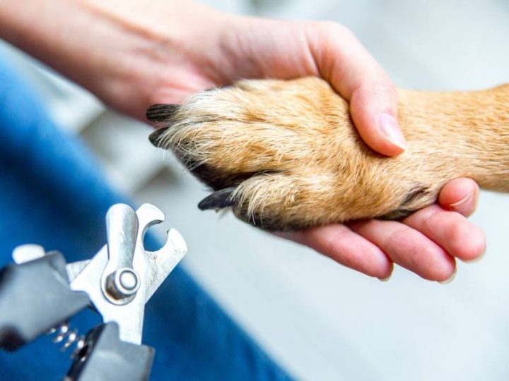 Couper Les Griffes De Son Chien Avec Un Coupe-Griffes Pour tout Comment Toiletter Son Chien