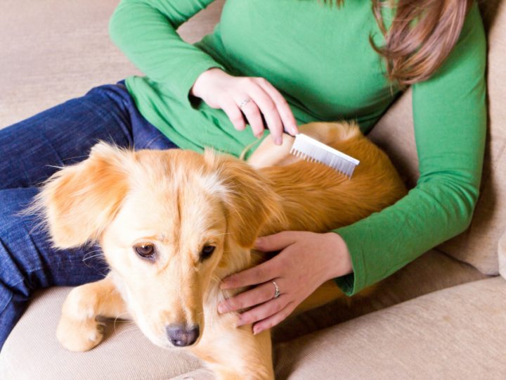 Démêler Les Poils De Son Chien Avec Un Peigne Pour Chiens intérieur Toiletter Son Chien