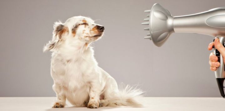 Design, Zen, Rigolo, Décorez Vos Toilettes ! : Femme concernant Toiletter Son Chien