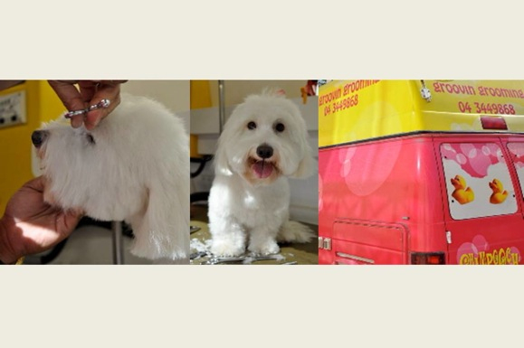 Faire Toiletter Son Chien À Dubai – Dubai Madame à Comment Toiletter Son Chien