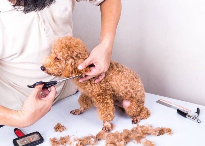 Faire Toiletter Son Chien Par Un Toiletteur Canin dedans Toiletter Son Chien