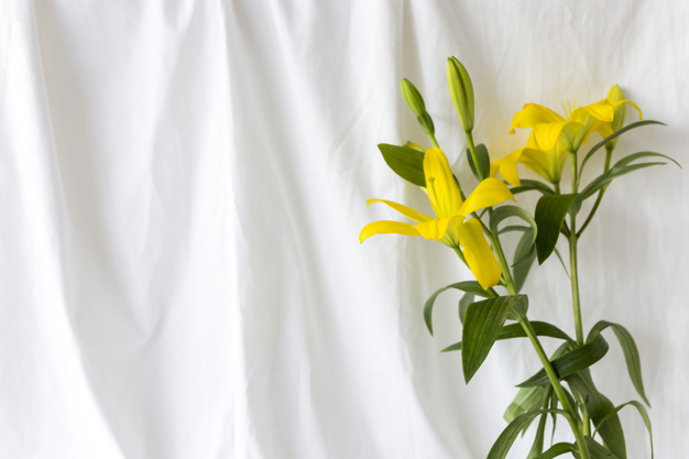 Fleurs De Lis Jaune Devant Le Rideau Blanc | Photo Gratuite dedans Rideau Jaune Et Blanc