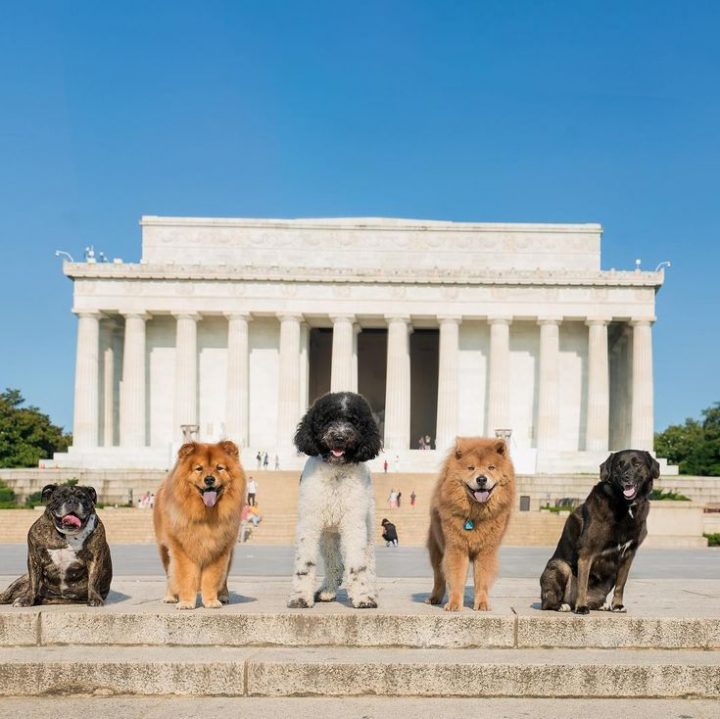 Guide De 340+ Pages Pour Apprendre À Dresser Son Chien à Apprendre A Toiletter Son Chien Guide De 340+ Pages Pour Apprendre À Dresser Son Chien à Apprendre A Toiletter Son Chien