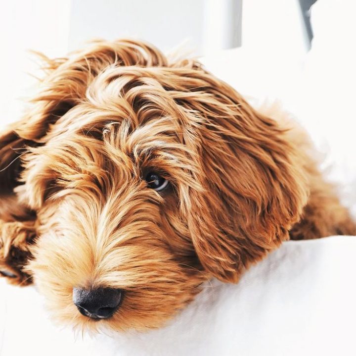 Guide De 340+ Pages Pour Apprendre À Dresser Son Chien destiné Apprendre A Toiletter Son Chien Guide De 340+ Pages Pour Apprendre À Dresser Son Chien destiné Apprendre A Toiletter Son Chien