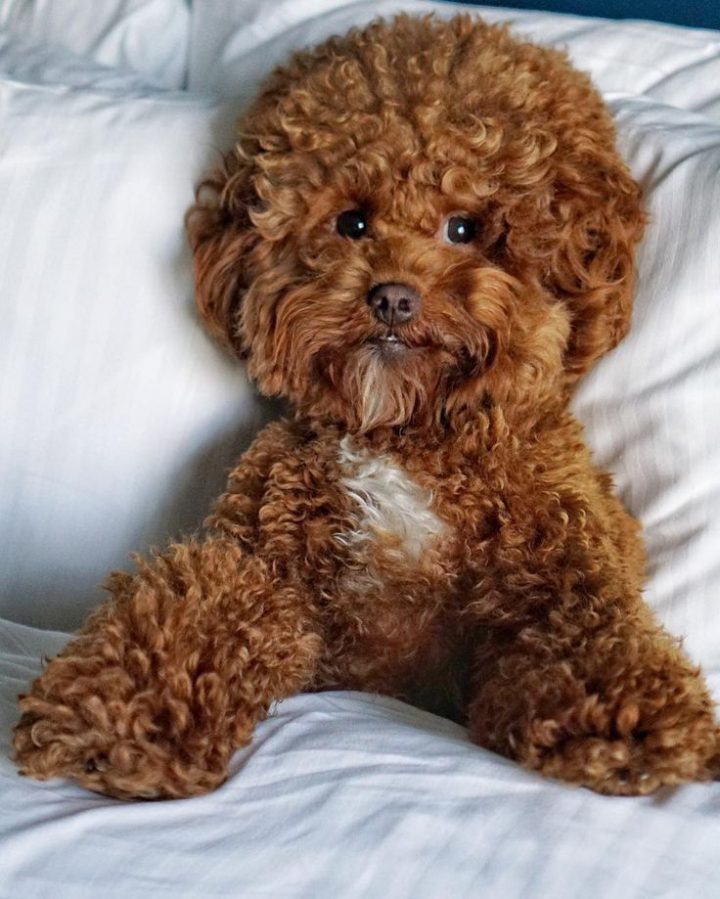 Guide De 340+ Pages Pour Apprendre À Dresser Son Chien serapportantà Apprendre A Toiletter Son Chien Guide De 340+ Pages Pour Apprendre À Dresser Son Chien serapportantà Apprendre A Toiletter Son Chien