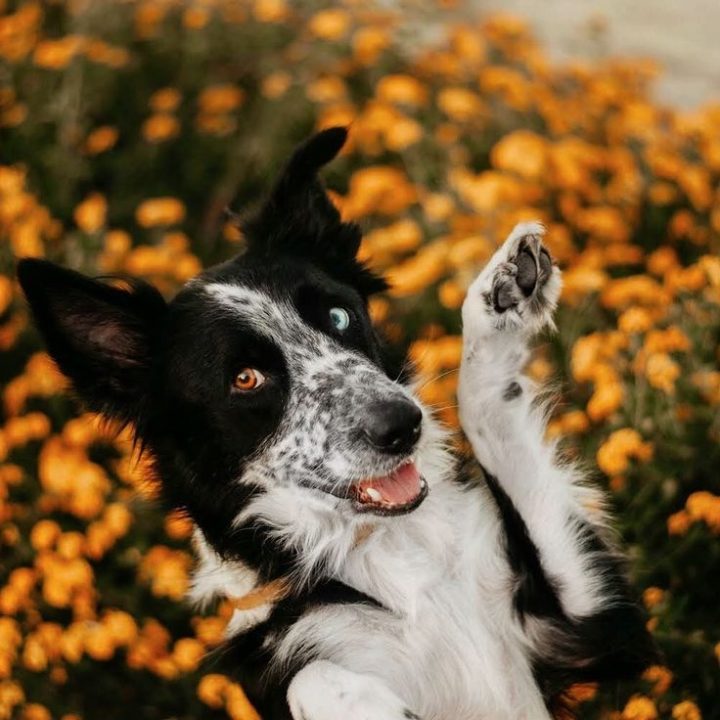 Guide De 340+ Pages Pour Apprendre À Dresser Son Chien tout Apprendre A Toiletter Son Chien Guide De 340+ Pages Pour Apprendre À Dresser Son Chien tout Apprendre A Toiletter Son Chien