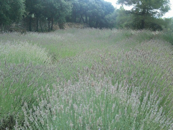 Holiday Rentals Bhl – 009 – Le Chemin Des Reves – Gordes intérieur Chemin Des Reves